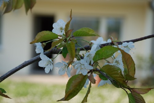 Kirschblüte im Garten