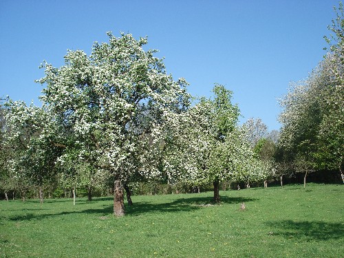 Obstbaum