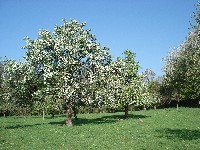 Obstbaum